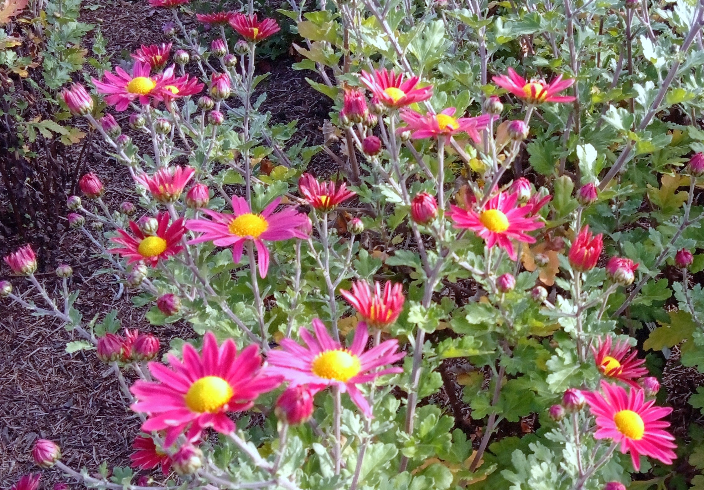 Dulwich Pink