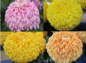 Courtier Collection - 1 of each colour (4 plants)
