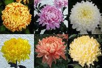 Allouise Collection - 1 of each colour (6 plants)
