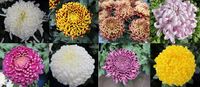 Boulou Collection - 1 of each variety (8 plants)