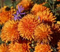 Dixter Orange