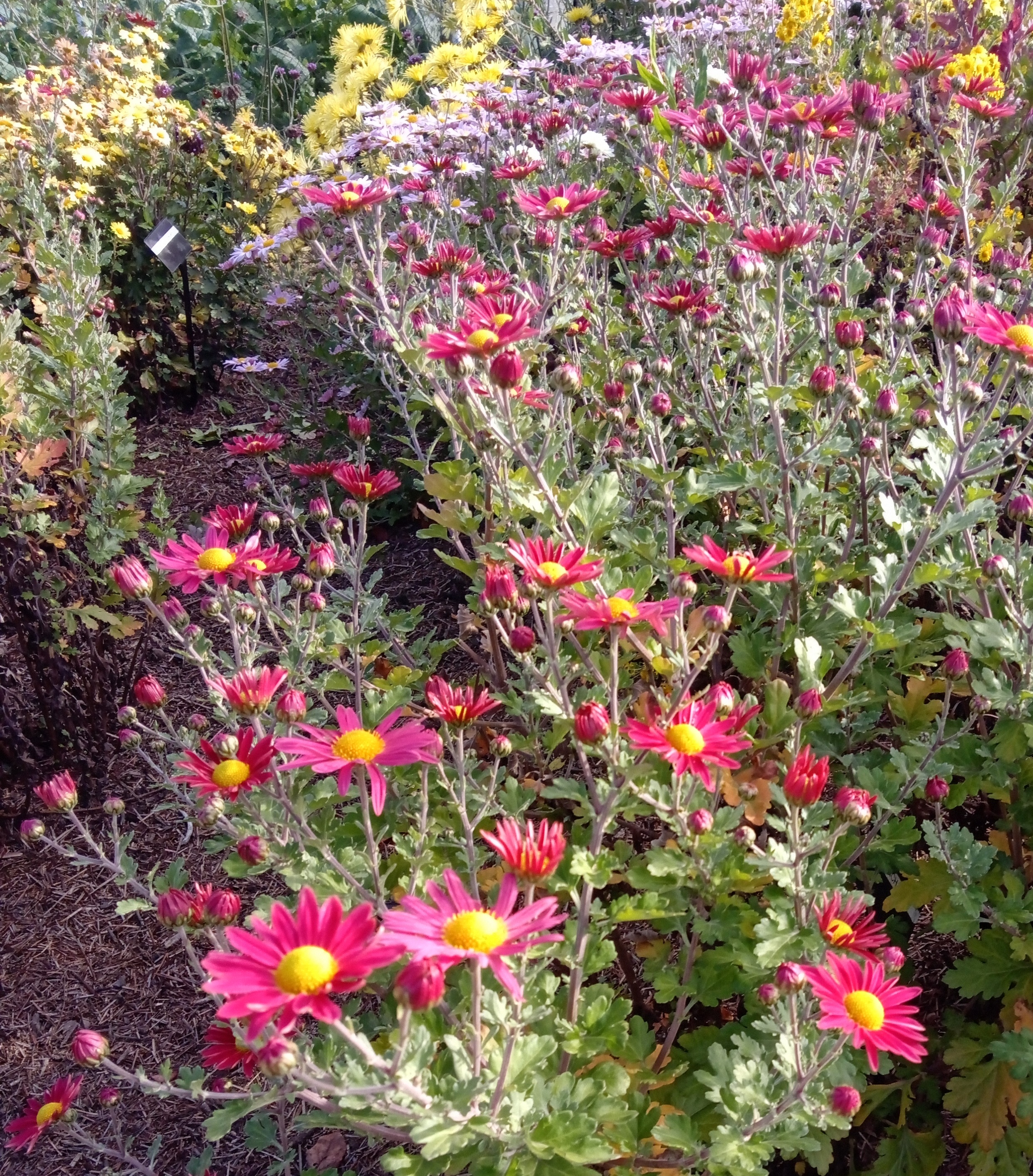 Dulwich Pink