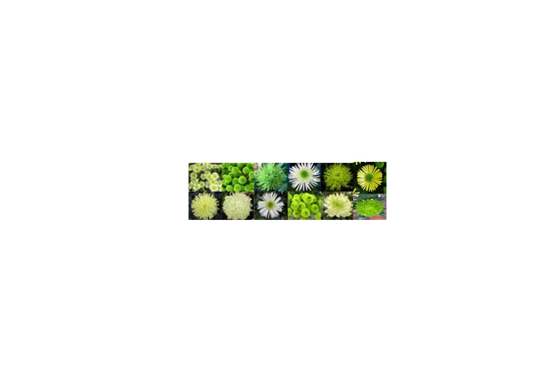 Green Collection - 1 of each variety (12 plants)