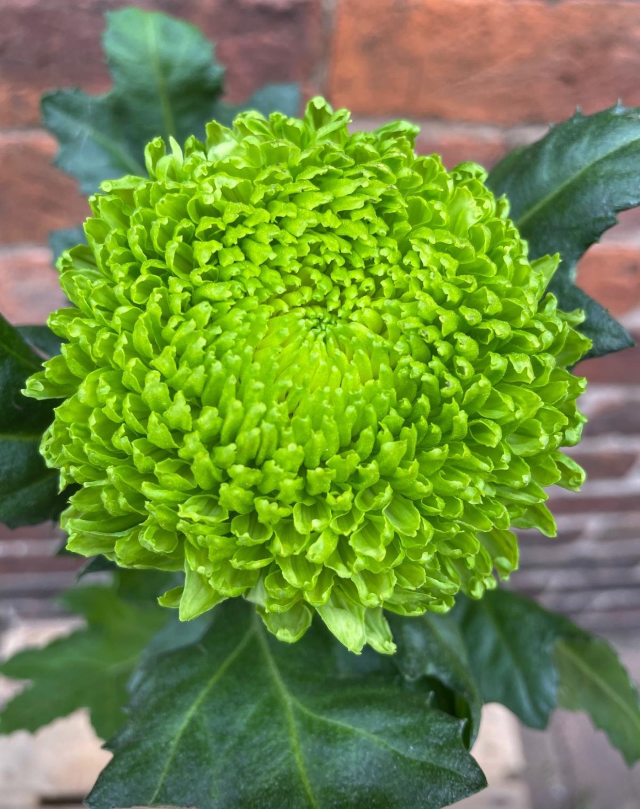 Green Mist incurved