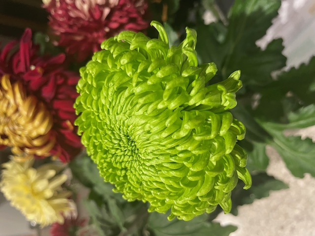 Green Mist incurved